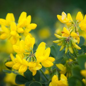 Coronilla valentina ssp. glauca 'Variegata' 3L