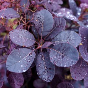 Cotinus coggygria (AGM) 3L