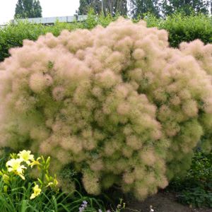 Cotinus coggygria 'Young Lady' 3L