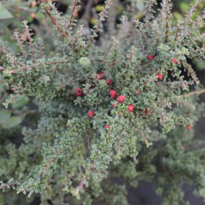 Cotoneaster Microphyllus 3L