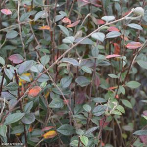 Cotoneaster franchetii 3L