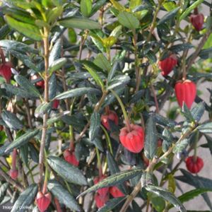 Crinodendron hookerianum (AGM) 3L