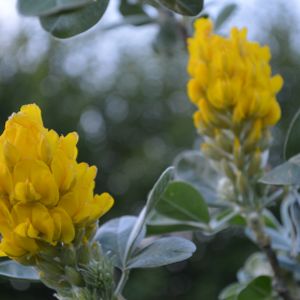 Cytisus battandieri (AGM) 3L