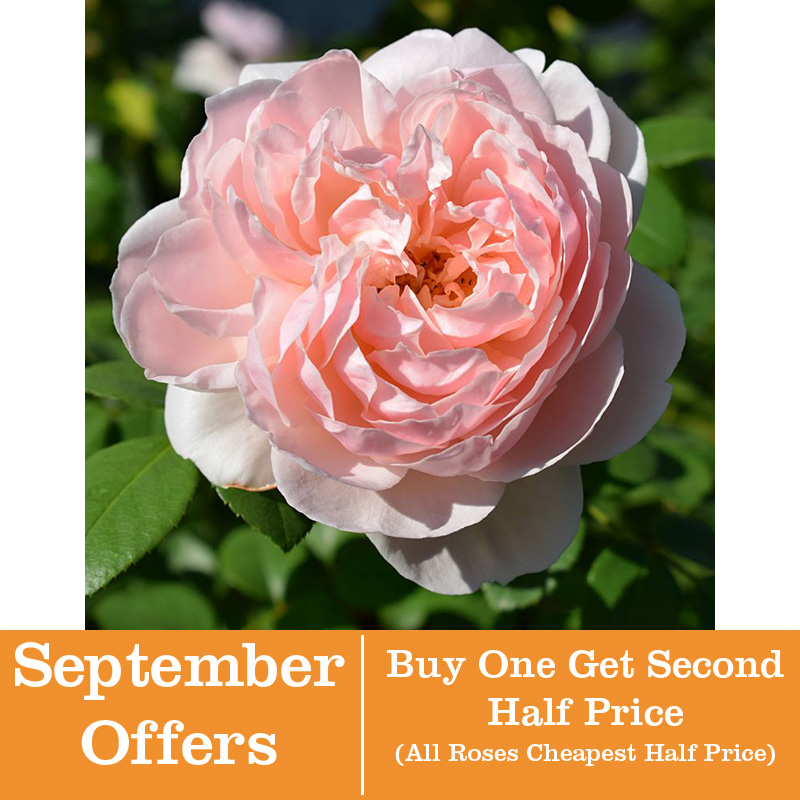 Rosa Gentle Hermione Shrub 6l Coolings Garden Centre