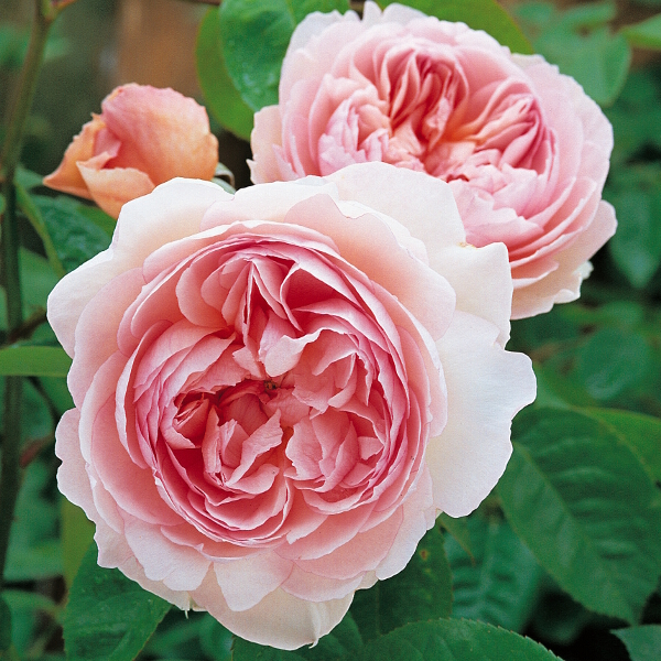 Rosa Gentle Hermione Shrub 6l Coolings Garden Centre