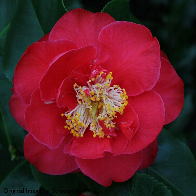 Camellia japonica 'Doctor King' 3L Coolings Garden Centre