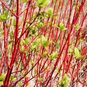 Cornus alba 'Sibirica' (syn 'Westonbirt') (AGM) 10L