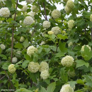 Viburnum opulus 'Roseum' (syn 'Sterile') (AGM) 3L