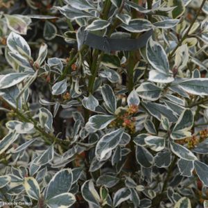 Rhamnus alaternus 'Argenteovariegata' (AGM) 3L