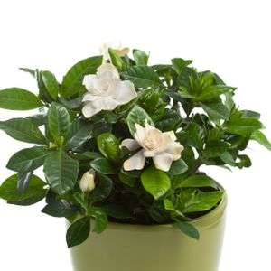 Gardenia jasminoides (AGM) (13cm Pot)