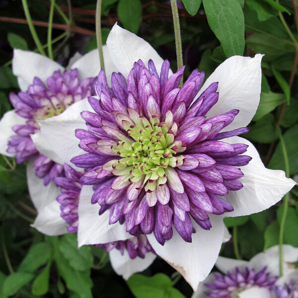 Clematis (syn 'Evipo006') 3L Coolings Garden Centre