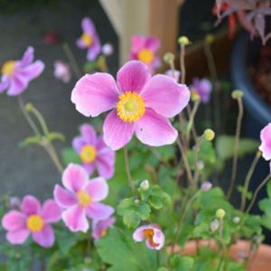 Anemone hupehensis var. japonica 'Splendens' 2L