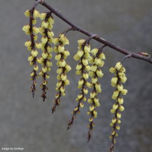 Stachyurus chinensis 'Celina' 3L