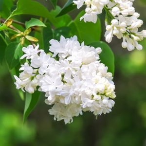 Syringa vulgaris 'Madame Lemoine' (AGM) 10L