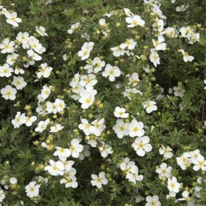 Potentilla fruticosa 'Abbotswood' (AGM) 3L