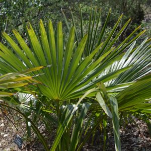 Trachycarpus fortunei (AGM) 20L