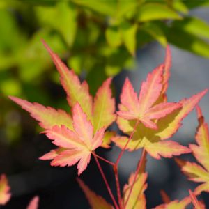 Acer palmatum 'Sango-kaku' (syn. 'Senkaki') 15L