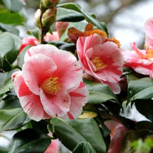 Camellia japonica 'Lady Vansittart' 3L