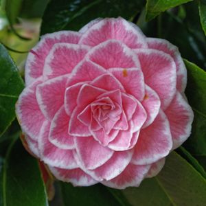 Camellia japonica 'Tom Thumb' (AGM) 3L