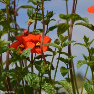 Alonsoa meridionalis 'Rebel' 2L