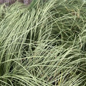 Carex 'Frosted Curls' (10.5cm Pot)