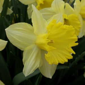 Taylors Narcissus 'Best Seller' 20Kg