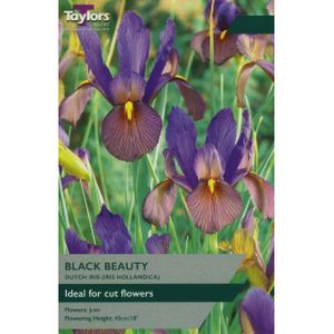 Taylors Iris Black Beauty