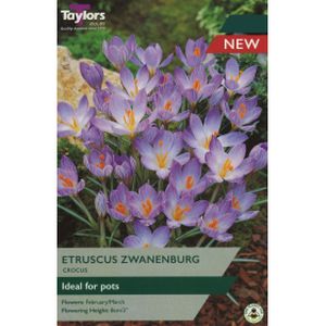 Taylors Crocus Zwanenburg Bronze