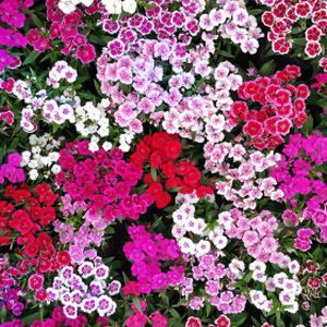 Dianthus Mixed Multi-Pack