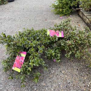 Azalea Rhododendron 'Pink Pancake' (AGM) 3L