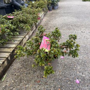 Azalea Rhododendron 'Marilee' 3L