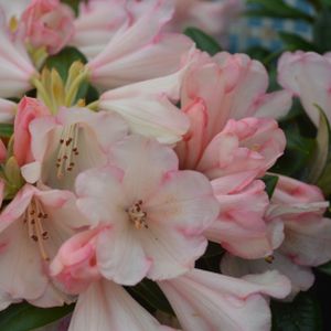 Rhododendron 'Dusty Miller' (Yak. Hybrid) 3L