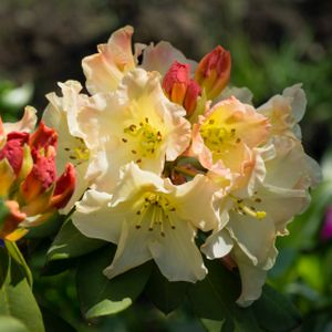 Rhododendron 'Golden Torch' (AGM) (Yak. Hybrid) 3L