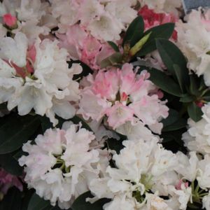 Rhododendron 'Dreamland' (AGM) (Yak. Hybrid) 3L