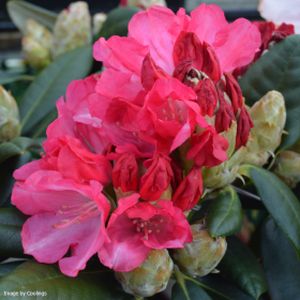 Rhododendron 'Fantastica' (AGM) (Yak. Hybrid) 3L