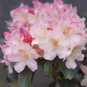 Rhododendron 'Percy Wiseman' (AGM) (Yak. Hybrid) 3L