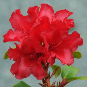 Rhododendron 'Scarlet Wonder' (AGM) (Dwarf) 3L