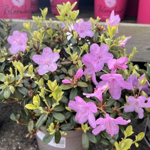 Rhododendron 'Snipe' (Dwarf) 3L