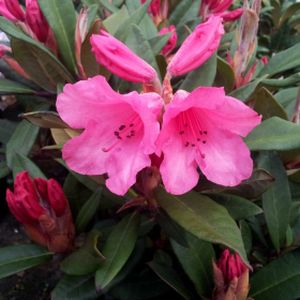 Rhododendron 'Winsome' (AGM) (Dwarf) 3L