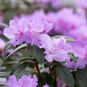 Rhododendron 'Praecox' (AGM) (Dwarf) 3L