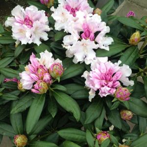 Rhododendron 'Hoppy' (Yak. Hybrid) 3L