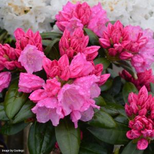 Rhododendron 'Polaris' (Yak. Hybrid) 3L