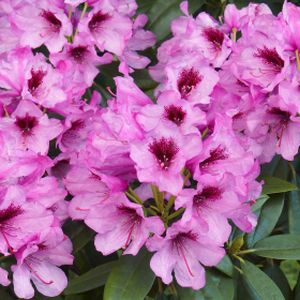 Rhododendron 'Hachmann's Kabarett' 7.5L