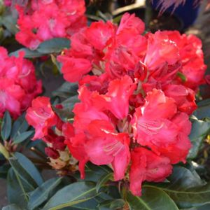 Rhododendron 'Halfdan Lem' (Hybrid) 7.5L