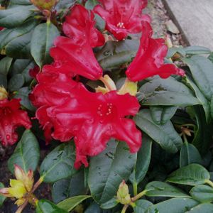 Rhododendron 'Elizabeth Hobbie' (AGM) (Dwarf) 3L