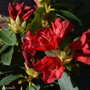 Rhododendron 'Gertrude Schale' (Dwarf) 3L