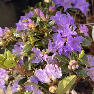 Rhododendron 'Gristede' (AGM) (Dwarf) 3L