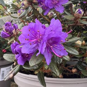 Rhododendron 'Sacko' (Dwarf) 3L