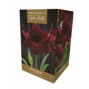 Taylors Amaryllis Black Pearl