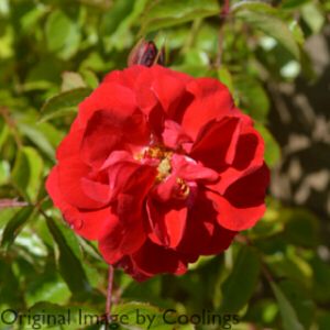 Rosa 'Flower Carpet Ruby' (Ground Cover) 5L